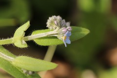 Myosotis krylovii