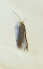 Cauchas dietziella