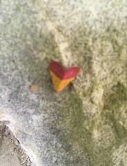 Phytometra rhodarialis