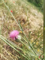 Mantisalca salmantica