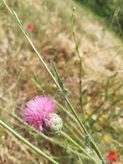 Mantisalca salmantica