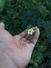 Helieae