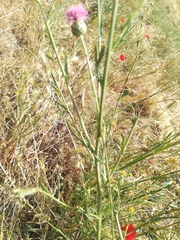 Mantisalca salmantica