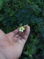 Helieae