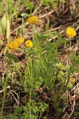 Adonis apennina