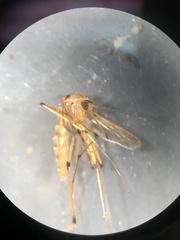 Aedes fulvus pallens