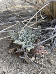 Chaenactis douglasii douglasii