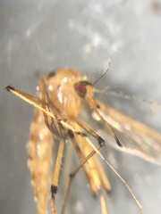 Aedes fulvus pallens