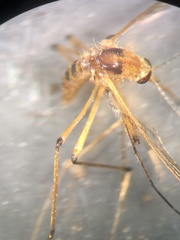 Aedes fulvus pallens