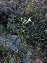 Helieae