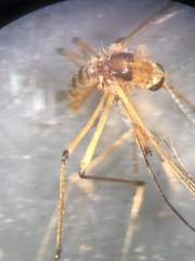 Aedes fulvus pallens