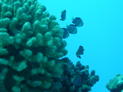 Dascyllus flavicaudus