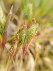 Phleum arenarium