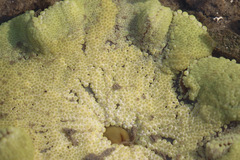 Stichodactyla haddoni