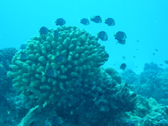 Dascyllus flavicaudus