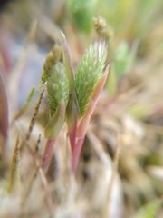 Phleum arenarium