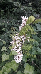 Robinia pseudoacacia