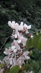 Robinia pseudoacacia