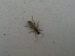 Metacantharis clypeata