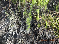 Proserpinaca pectinata