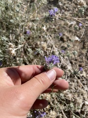 Eriastrum densifolium
