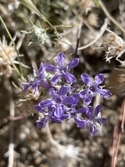 Eriastrum densifolium
