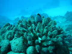 Dascyllus flavicaudus