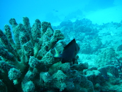 Dascyllus flavicaudus