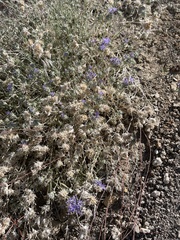Eriastrum densifolium