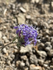 Eriastrum densifolium