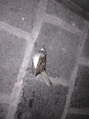 Zonotrichia albicollis