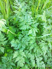Anthriscus sylvestris