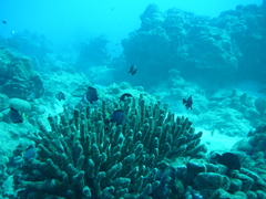 Dascyllus flavicaudus