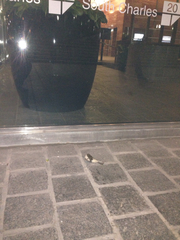 Zonotrichia albicollis