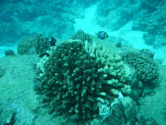 Dascyllus flavicaudus