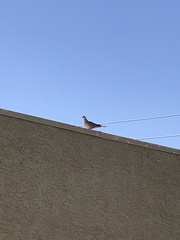 Streptopelia decaocto