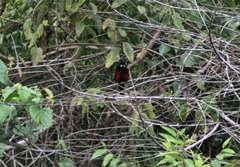 Ramphocelus melanogaster