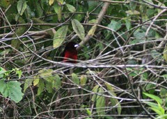 Ramphocelus melanogaster