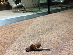 Zonotrichia albicollis