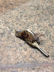 Zonotrichia albicollis