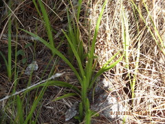 Eriocaulon decangulare image