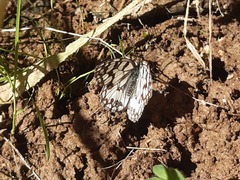 Melanargia ines