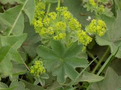 Alchemilla sarmatica