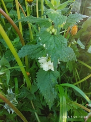 Lamium album