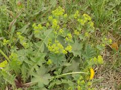 Alchemilla sarmatica