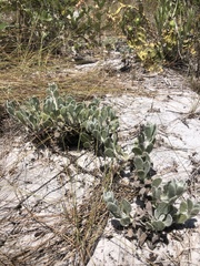 Chrysopsis floridana