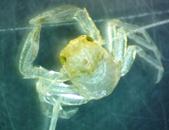 Pachycheles pubescens