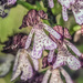 Orchis purpurea - Photo (c) Roberto Ghiglia,  זכויות יוצרים חלקיות (CC BY-NC), הועלה על ידי Roberto Ghiglia
