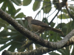 Turdus grayi