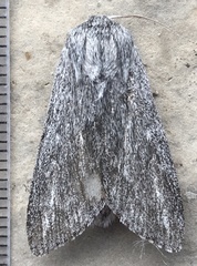 Acronicta lanceolaria